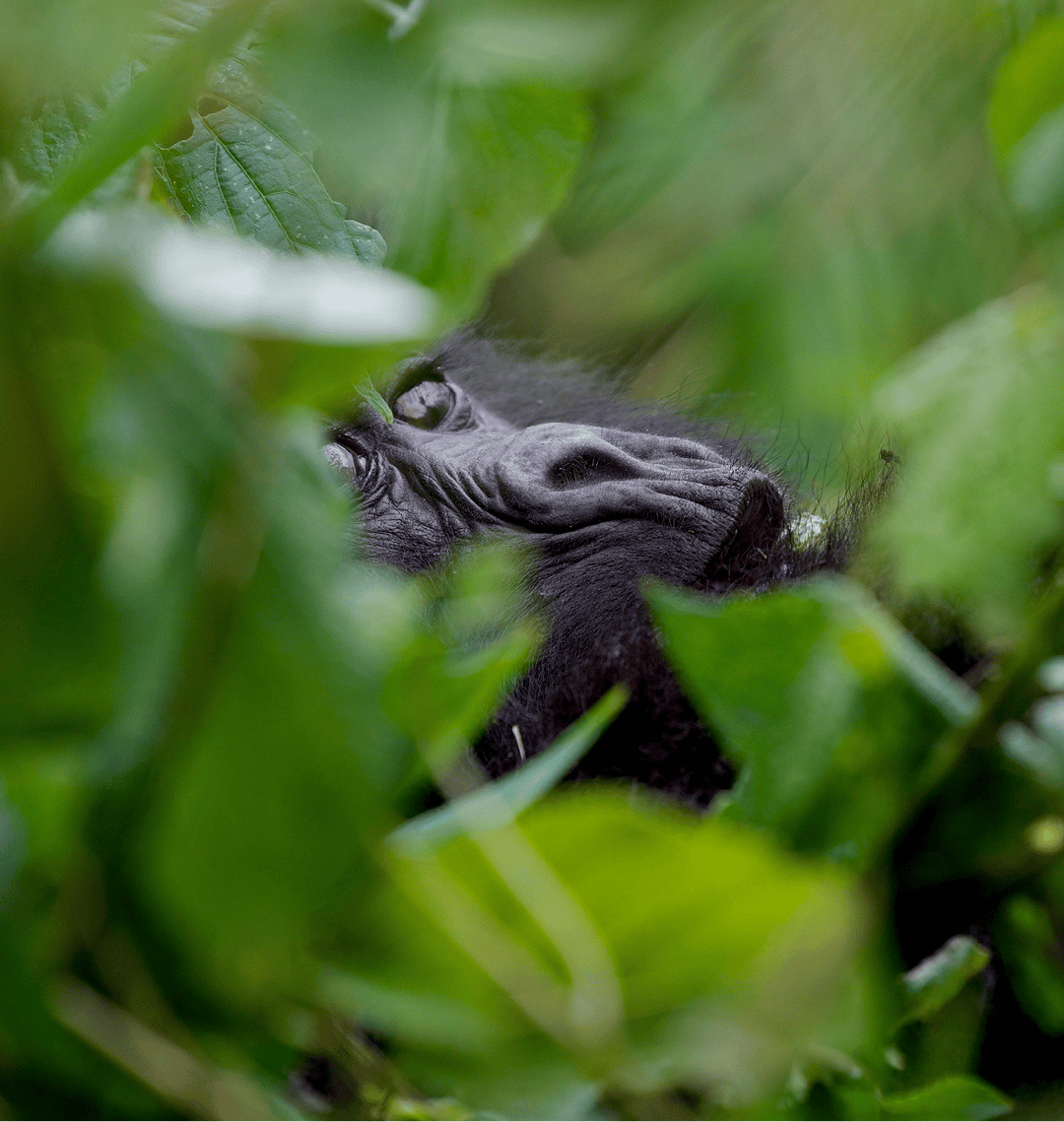 Gorilla in the forest in Rwanda