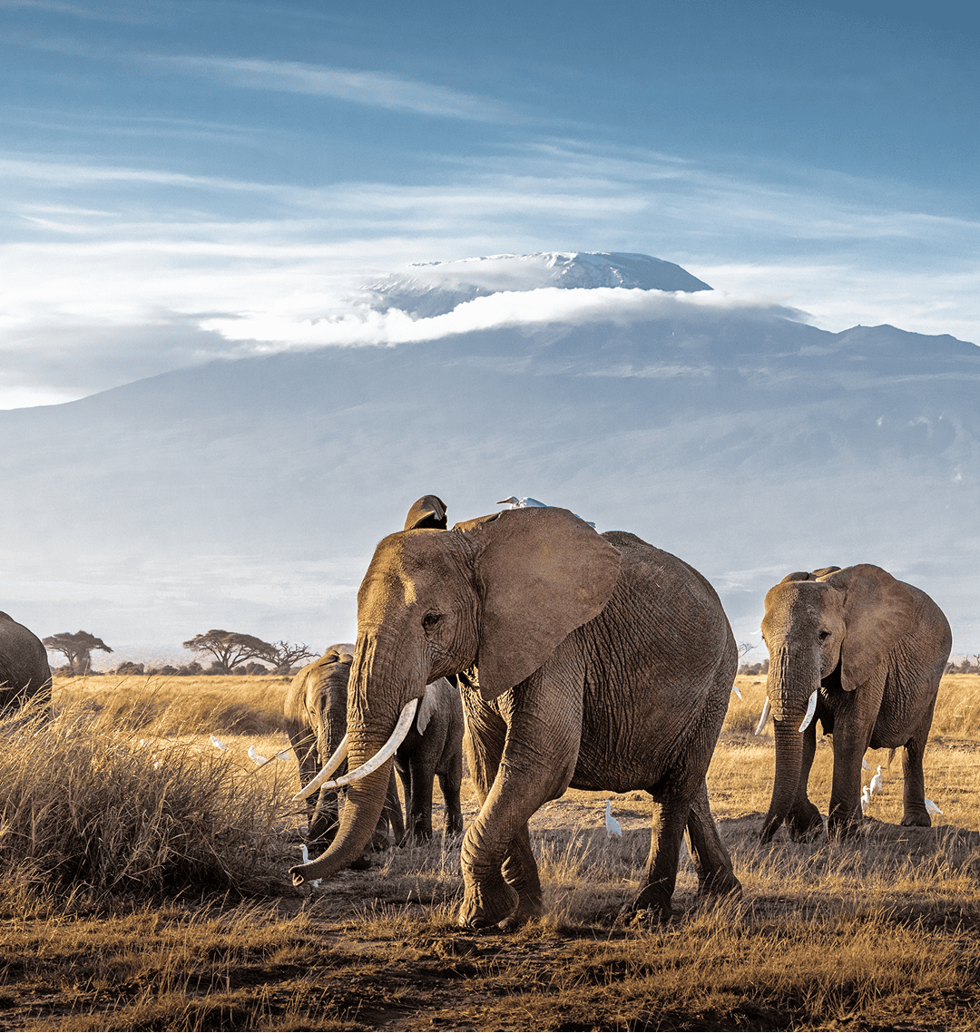 Elephants in Kenya